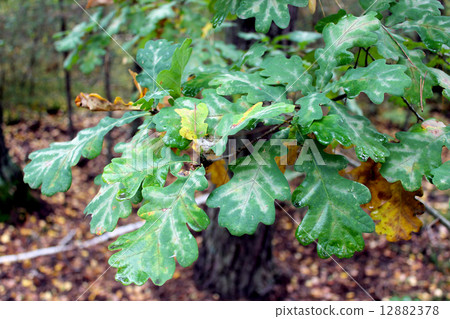 oak's leaves on the branch oak's leaves on the branch 12882378