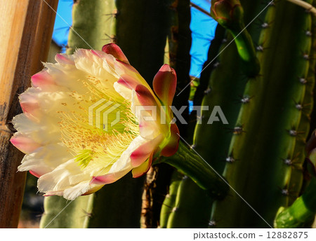 Cactus flower 12882875