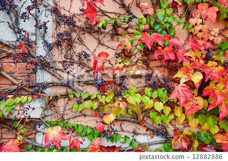 Background image of autumn leaves in vineyard 12882886
