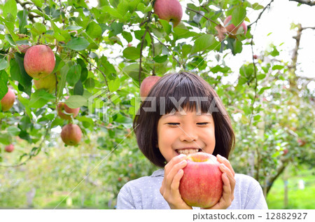 喜歡蘋果狩獵的女孩 12882927