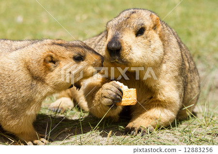 Couple of funny marmots with bisquit on the green grass 12883256