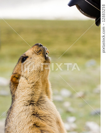 Funny surprising marmot on the meadow looking into the lens Funny surprising marmot on the meadow looking into the lens 12883258