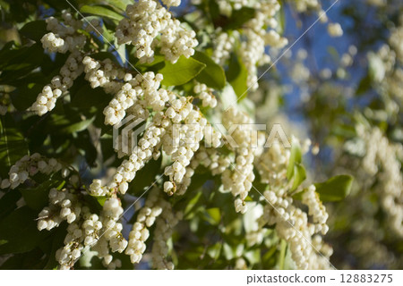 Acebi flower 12883275