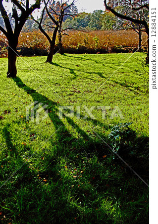 Winter shade 12884151