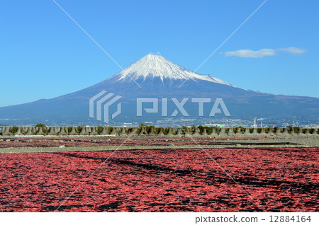 Fuji and Sakura Praise 2 Fuji and Sakura Praise 2 12884164