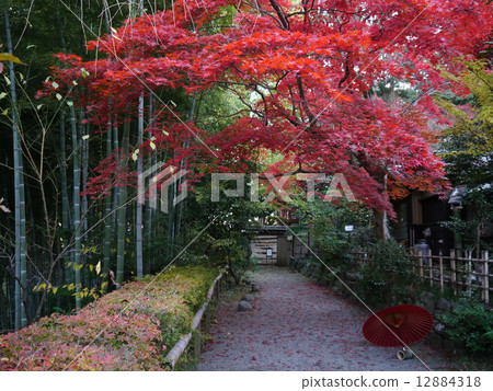 Autumn leaves of Bunrakuen 12884318