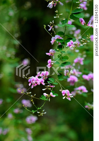 Hagi flower 12884330