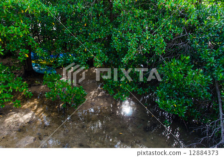 Hirugi forest of Ishigakijima Miyara River Hirugi forest of Ishigakijima Miyara River 12884373