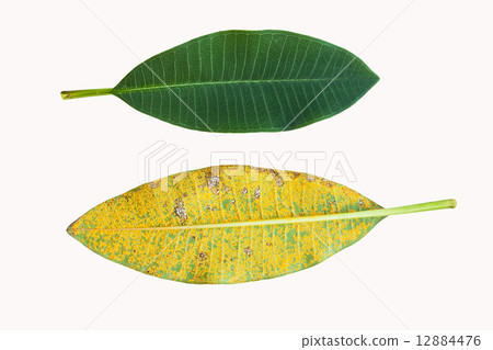 Isolated plumeria leaf one normal and one infected by Coleospori 12884476