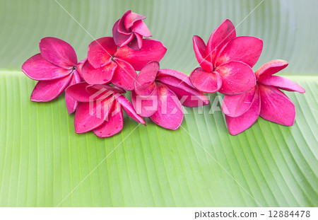 Red-violet plumeria flower on green banana leaf Red-violet plumeria flower on green banana leaf 12884478