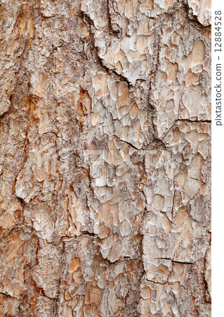 Bark of pine tree - texture Bark of pine tree - texture 12884528