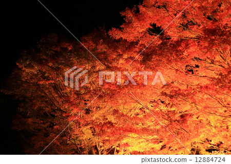 Konami River's autumn leaves light up Konami River's autumn leaves light up 12884724