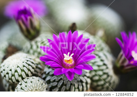 Cacti flower elaborate palace Cacti flower elaborate palace 12884852