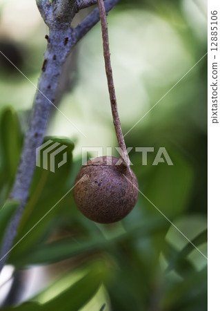 澳洲堅果果實 12885106