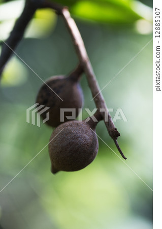 澳洲堅果果實 12885107