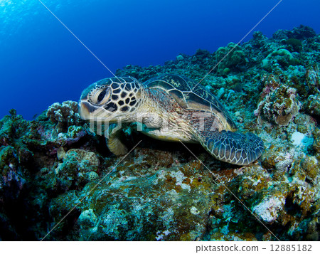 海龜 12885182