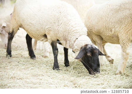 一隻羊 12885710
