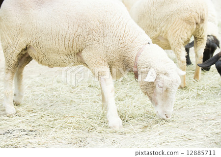 一隻羊 12885711