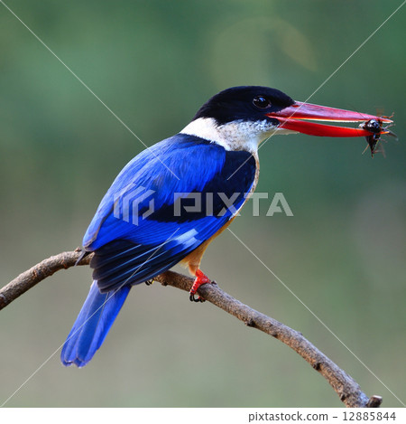 Black-capped Kingfisher Black-capped Kingfisher 12885844