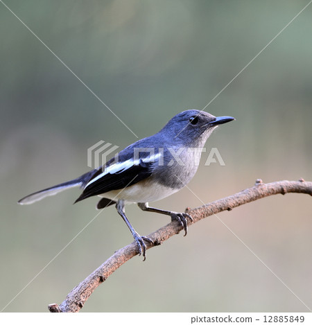 female Oriental Magpie Robin 12885849