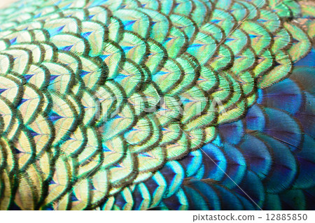 Green Peacock feathers Green Peacock feathers 12885850
