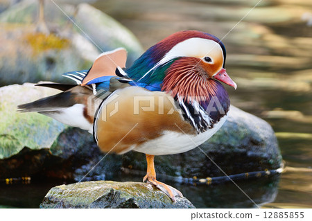 male Mandarin Duck 12885855