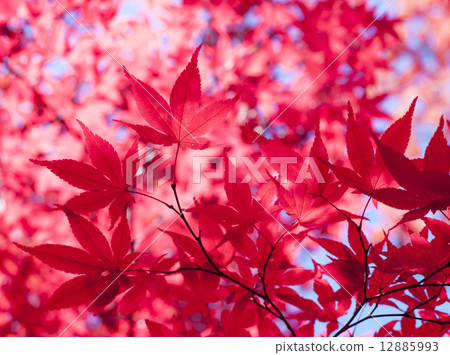Autumn leaves Autumn leaves 12885993