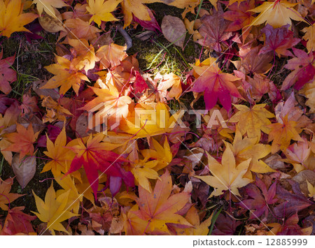 Fallen Leaf Background 12885999