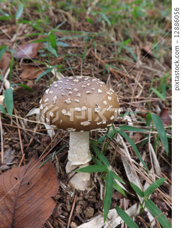 Affiliation Affiliation 12886056