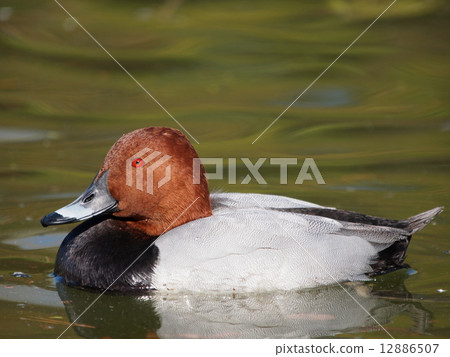 Male of Hoshihazoro 12886507