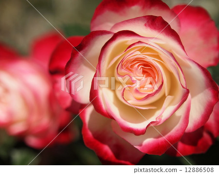 Roses Jubilee du Prince de Monaco 12886508