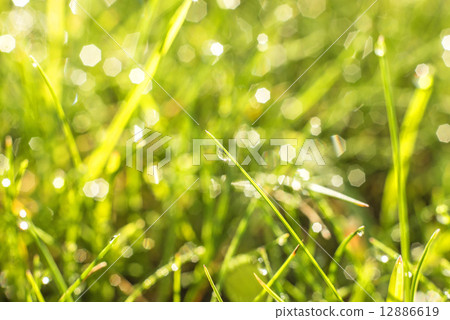 grass with dew drops 12886619