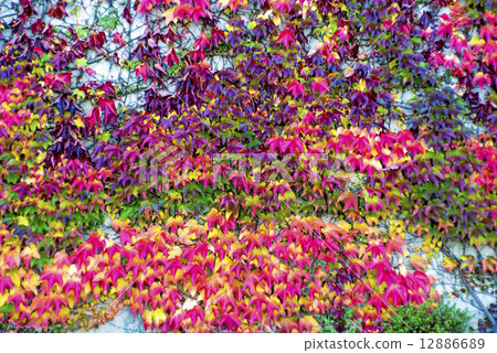 autumnal painted leaves 12886689