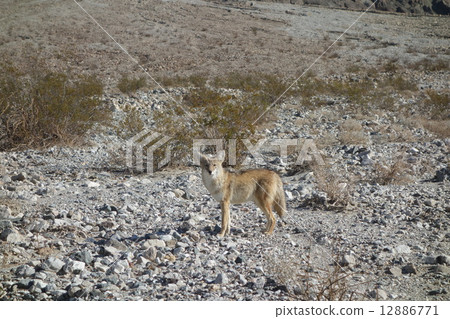 死亡谷的土狼 12886771