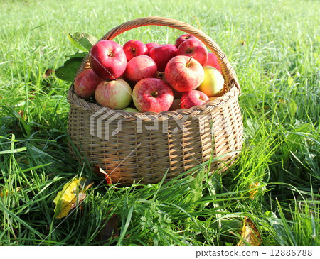 Healthy apples in the basket  12886788