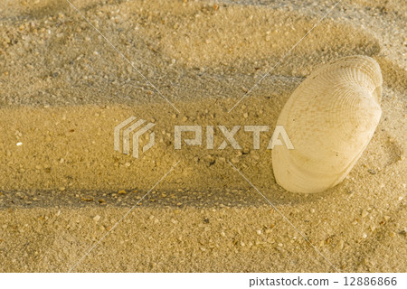 Shell at a beach Shell at a beach 12886866