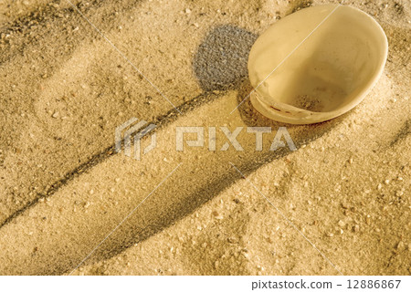 Shell at a beach Shell at a beach 12886867