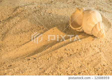 Snail at a beach Snail at a beach 12886959