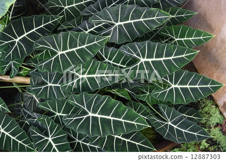 Alocasia · Kadieri Alocasia · Kadieri 12887303