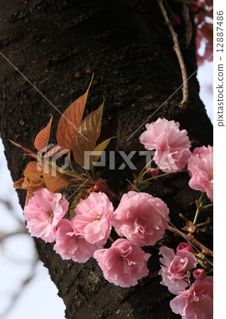 Cherry Blossoms Cherry Blossoms 12887486