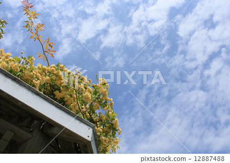 Carnation Carnation 12887488