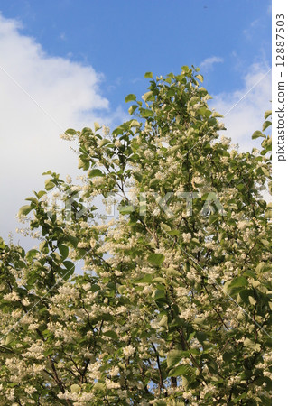 Baiyun tree 12887503