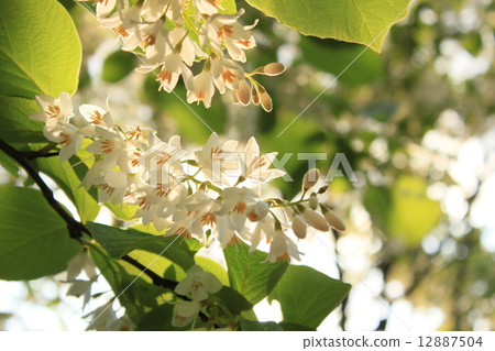 白雲樹 白雲樹 12887504