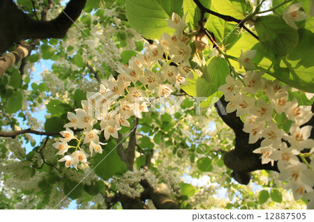 Baiyun tree 12887505