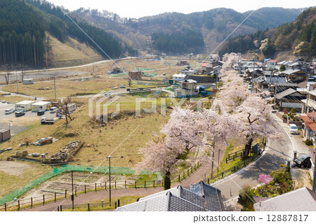 釜石市湯頭町本鄉町的櫻花樹 釜石市湯頭町本鄉町的櫻花樹 12887817