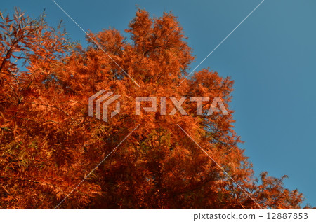 Yellow leaves yellowtail 12887853