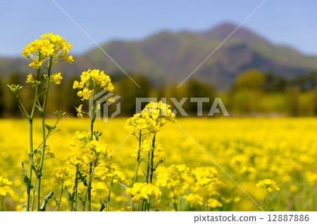 岩手縣的油菜田 12887886