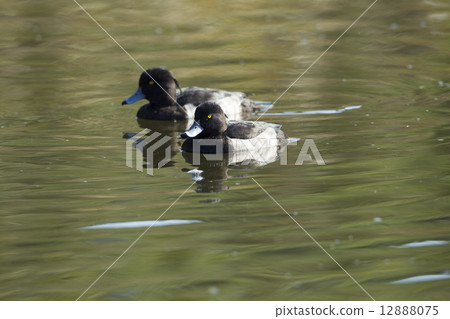 Kinkrochasshuro 12888075