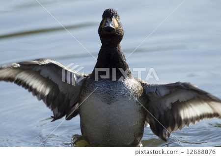 Kinkrochasshuro Kinkrochasshuro 12888076