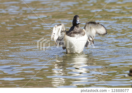 Kinkrochasshuro Kinkrochasshuro 12888077